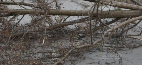 Буря повалило дерево на оживленной улице в Благоевграде