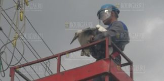 В одном из шуменских сел спасли аиста