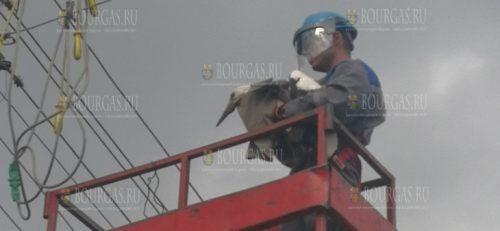 В одном из шуменских сел спасли аиста