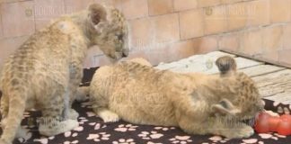В Варне появились два новых талисмана