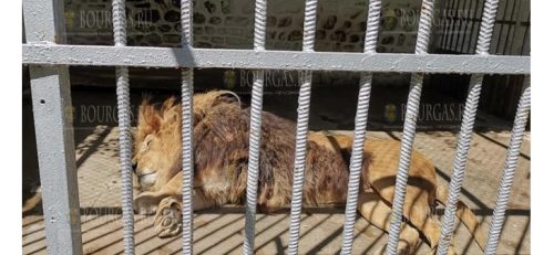 В Кюстендиле местные жители выступили в защиту льва