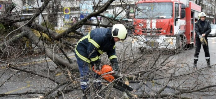 поваленные деревья в Варне