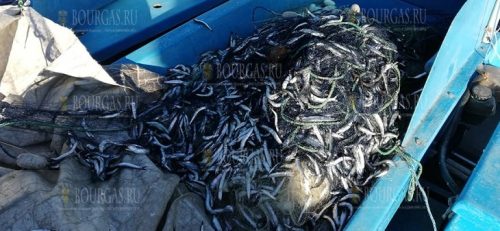 хамса в феврале в Царево