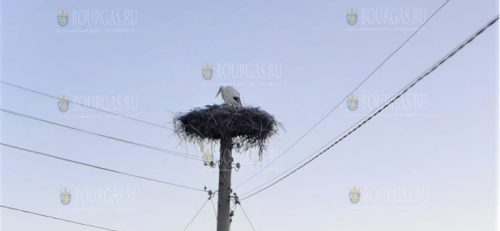 Первые аисты в этом году прилетели в Болгарию