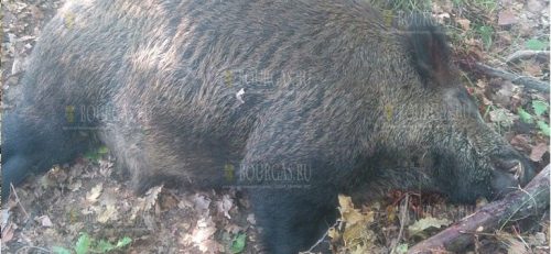 В Болгарии браконьеры убили нескольких беременных свиней