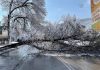 в Шумене упавшие деревья блокировали улицы