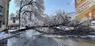 в Шумене упавшие деревья блокировали улицы