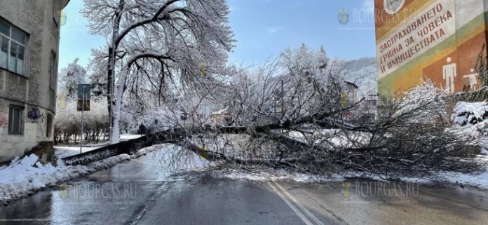 в Шумене упавшие деревья блокировали улицы