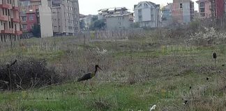 В Приморско появился черный аист
