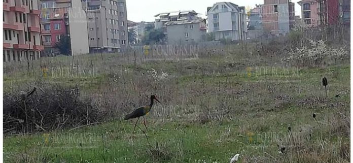 В Приморско появился черный аист