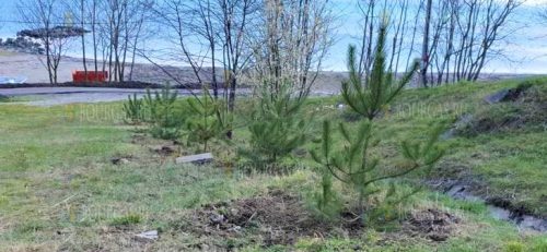 В районе пляжа Сарафово посалили 20 сосен