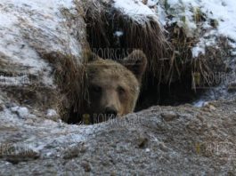 бурый медведь в Родопах Болгарии