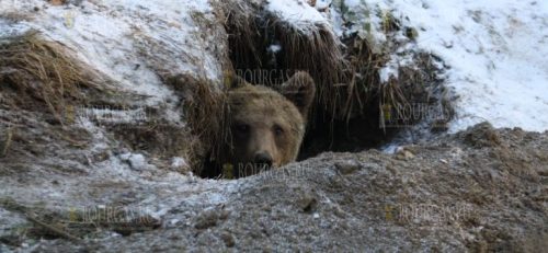 бурый медведь в Родопах Болгарии