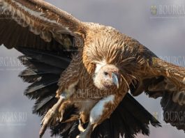 в Болгарии серьезно увеличилось поголовье Белоголовых сипов