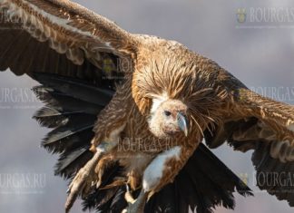 в Болгарии серьезно увеличилось поголовье Белоголовых сипов