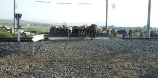 В Болгарии поезд сбил стадо коров