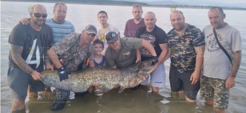 Жители Пловдива спасли 50-килограммового сома