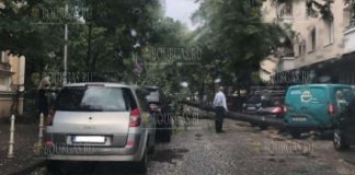 В центре Софии вовремя бури упало дерево