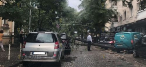 В центре Софии вовремя бури упало дерево