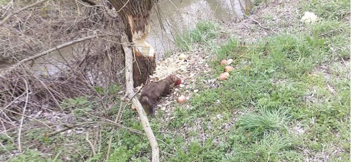 бобры вернулись в Болгарию