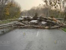 На дороге Бургас-Созополь упало огромное дерево