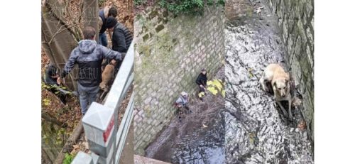 Жители Варны спасли собаку
