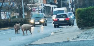 свиньи на улицах Несебра