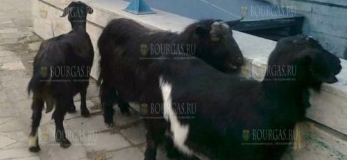 По центру Варну гуляют козы