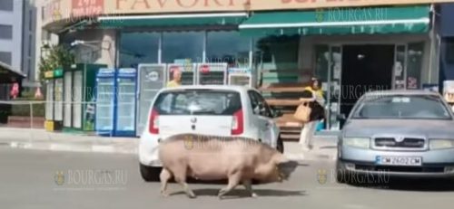 Свинья шокировала туристов на улицах Солнечного Берега