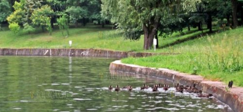 40 уток поселились на озере в парке Бачиново