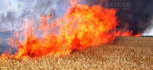Пожары уничтожили 131 декар пшеницы в Ямбольской области