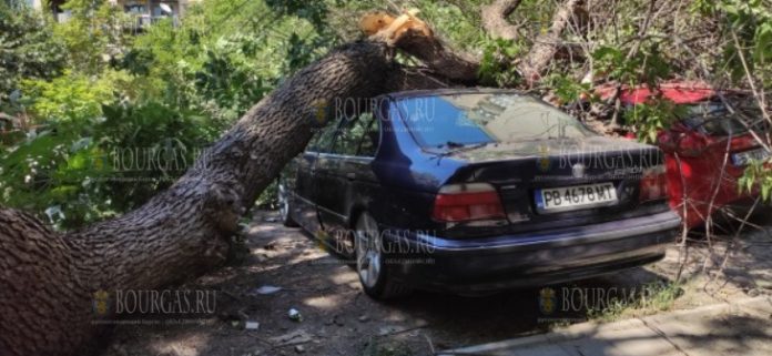 В Пловдиве дерево упало на автомобили