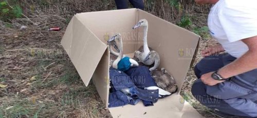 Удалось спасти семью лебедей в Бургасе