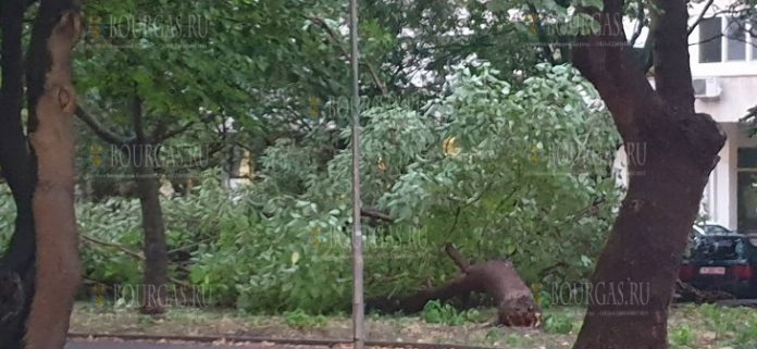 В Бургасе дерево упало в метрах от детской площадки