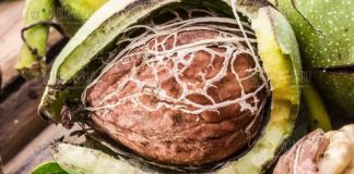 Неделя грецкого ореха стартовала в Болгарии