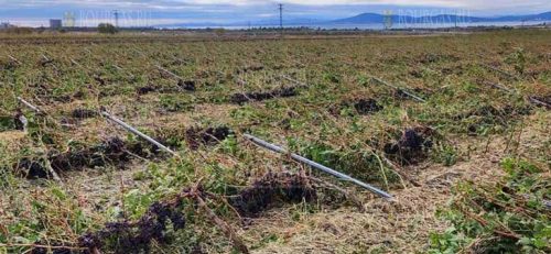 Ураган уничтожил более 1500 декар виноградников в Поморие