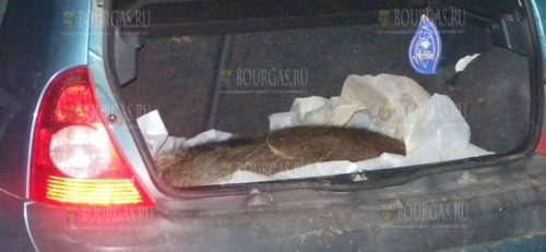 В Болгарии в багажнике авто нашли убитое дикое животное