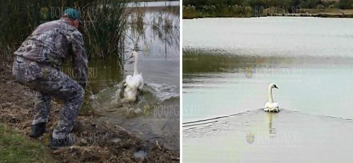 Лебедя в Варне вылечили и отпустили с Богом