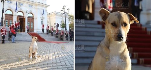 Новых депутатов в Болгарии встретила бездомная собака