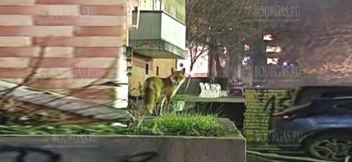 В центре Козлодуя живет лисица