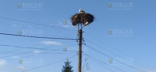 Аисты возвращаются в Болгарию