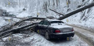 На перевале Шипка на авто упало дерево
