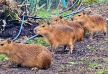 На днях в зоопарке Бургаса появились новые экзотические обитатели - Южноамериканские Капибары