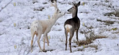 Охотники спасли косулю от собак в Родопах Болгарии
