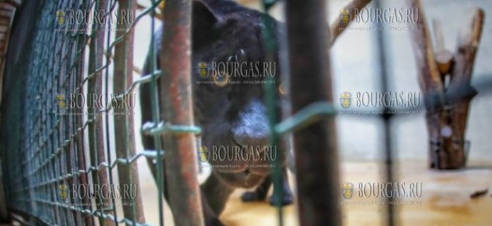 В зоопарке Софии впервые появятся черные ягуары