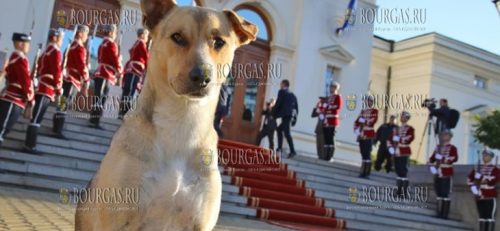 Собака снова встречала депутатов парламента Болгарии