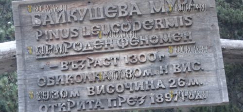Сосна Байкушева - Байкушева мура