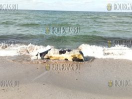 Тушу погибшей коровы вынесло на пляж Корал