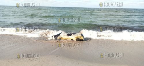 Тушу погибшей коровы вынесло на пляж Корал