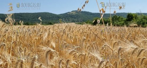 уборка урожая в Болгарии